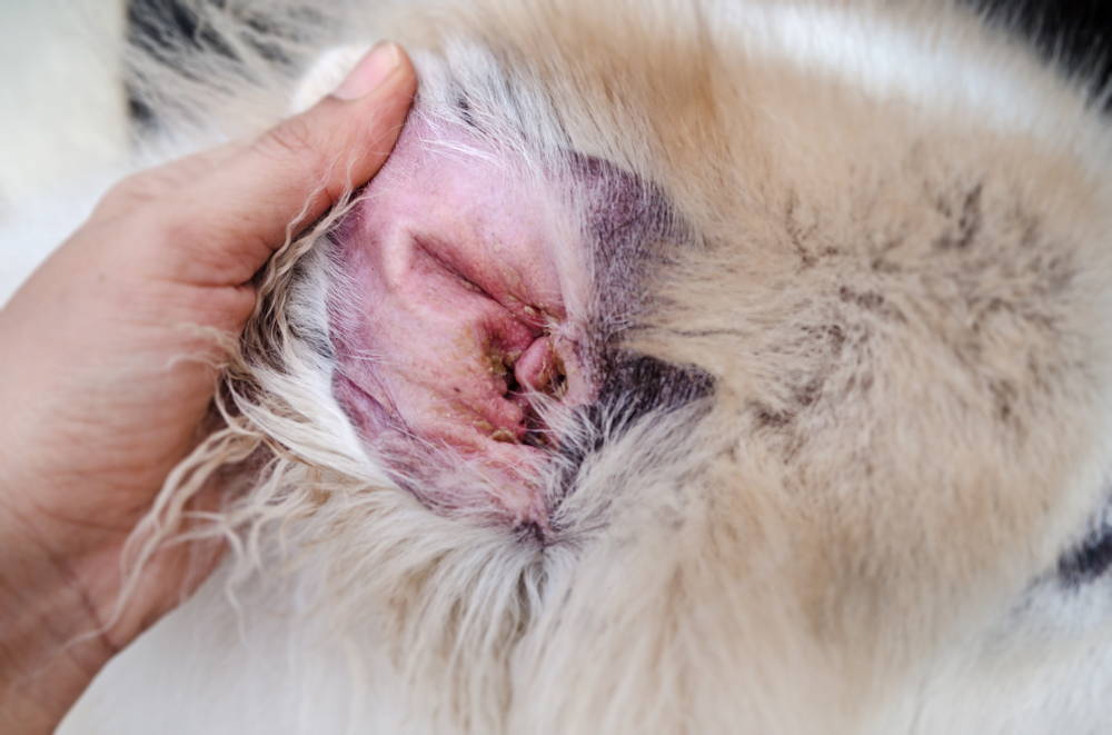 Close-up of a dog ear showing yeast infection with crust and redness