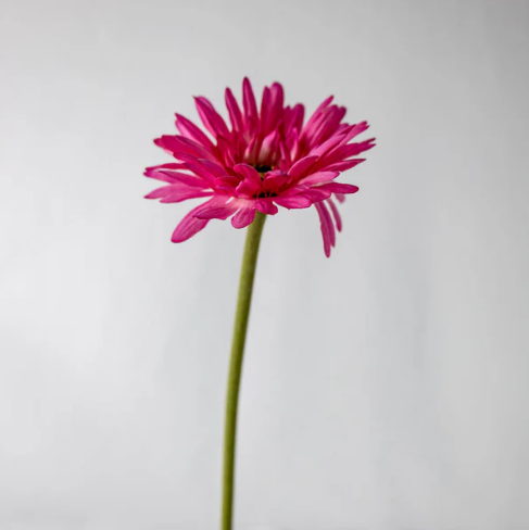 Fuchsia Real Touch Gerbera - Realistic Artificial Flowers - Image 3