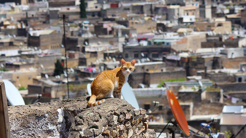 Cat in Fez, Morocco 