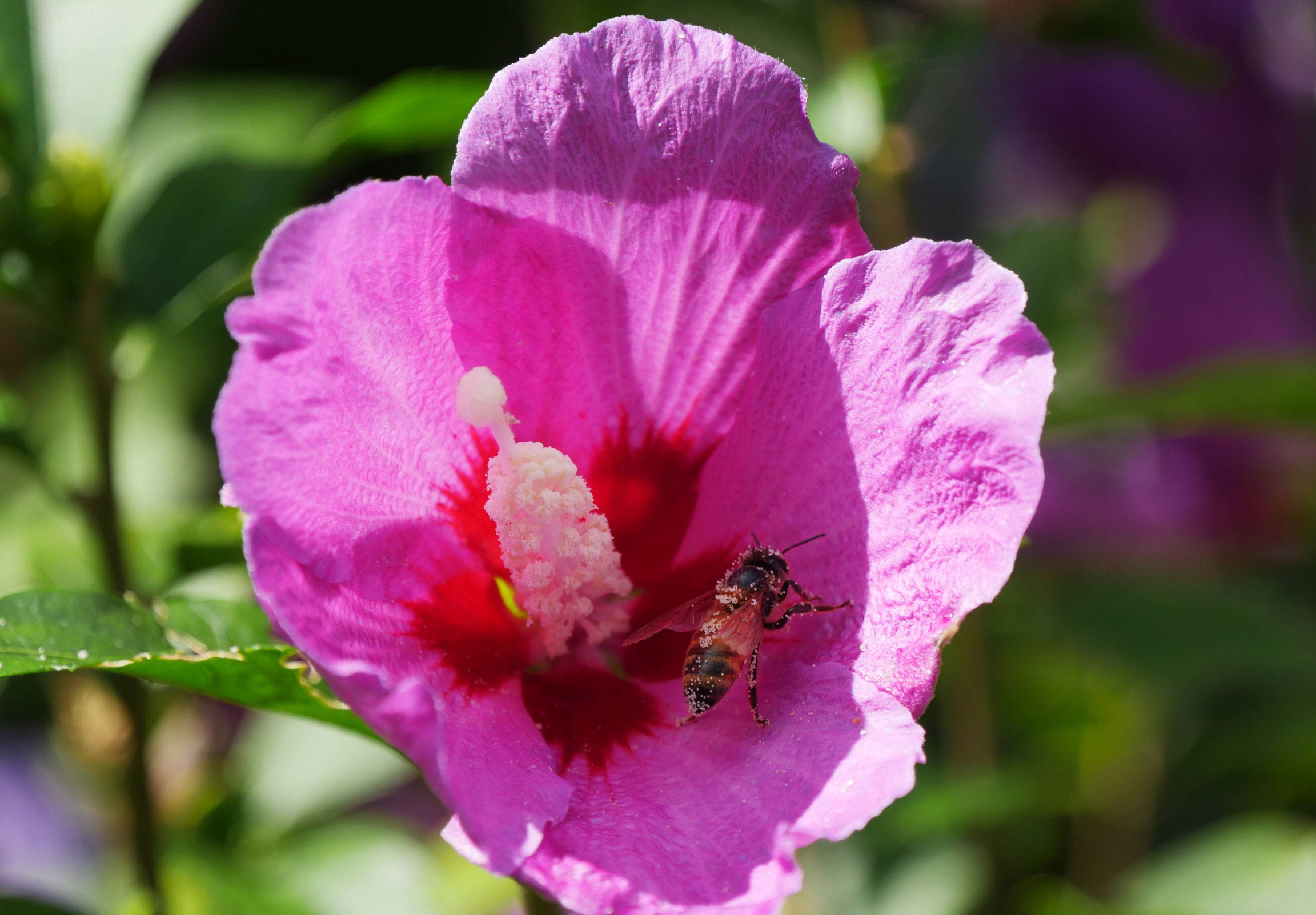 Bee on a rose of sharon flower