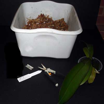 Phalaenopsis Gold/Orchid Moss Starter Kit – rePotme