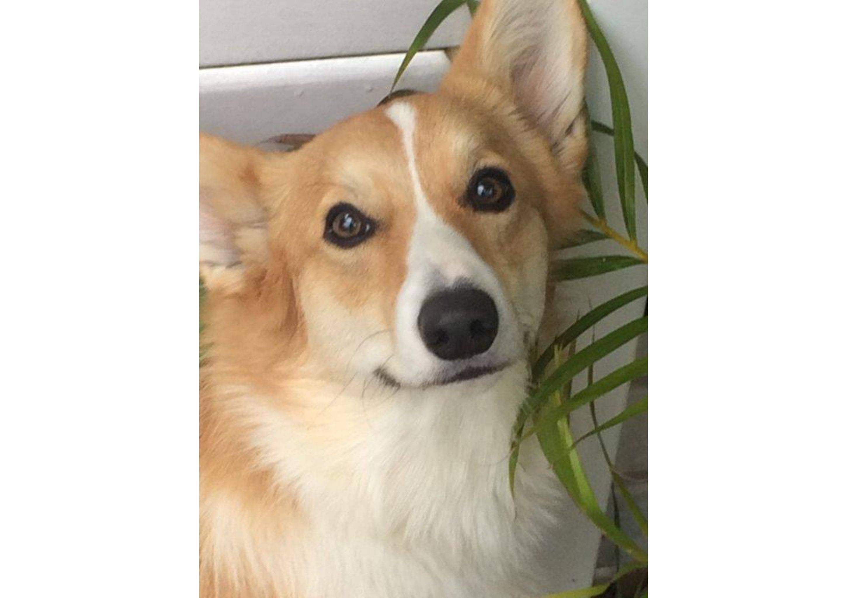 Sunny Roo the Corgi