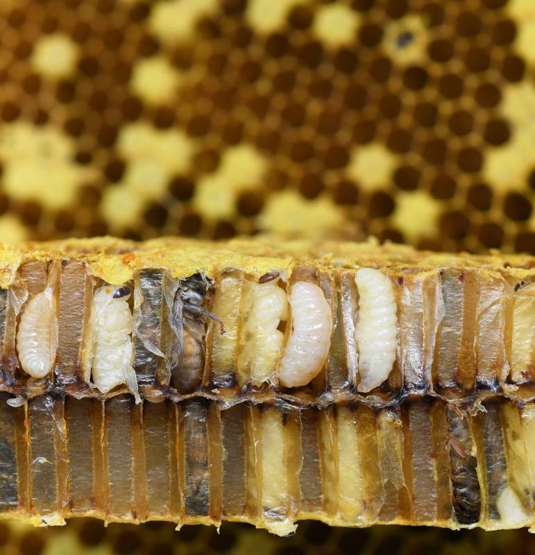 Honeybee pupa in honeycomb cells