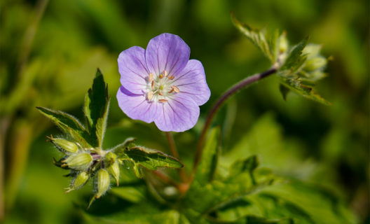 UW Arboretum: Restoring Land and Enriching Lives