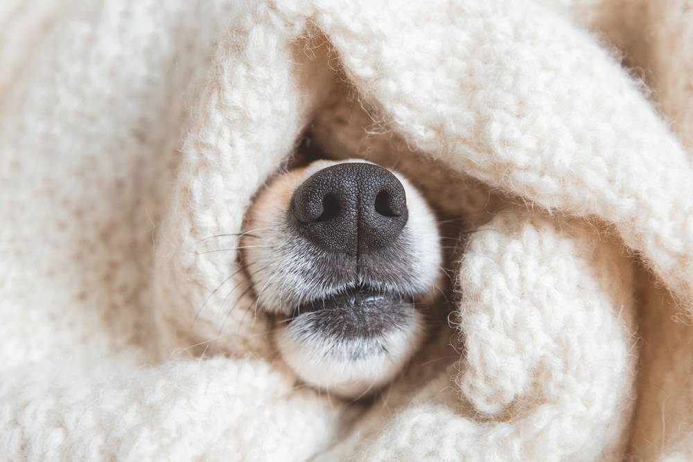 alt="Dog nose peeking out from a bundle of warm winter blankets"