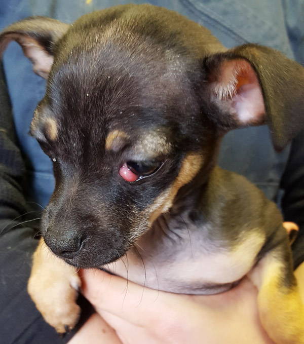 untreated cherry eye chihuahua