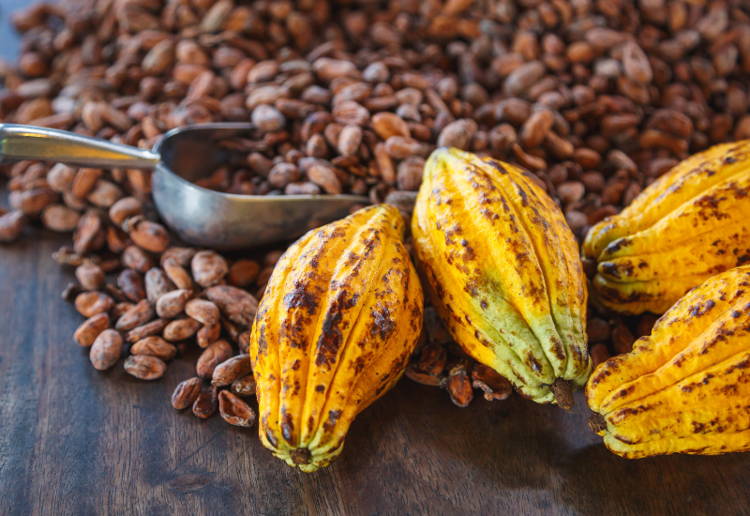 カカオ豆とは