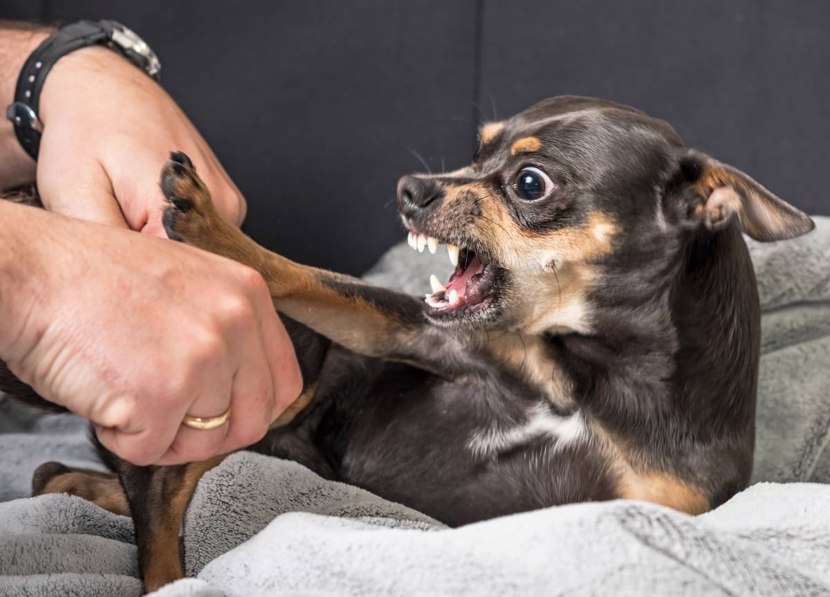 chihuahua jaw strength