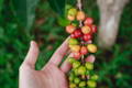 hand holding ripe coffee cherries on branch 
