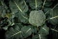 a single broccoli with its external leaves  in a broccoli field 