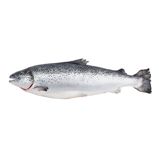 A silver fish on a white background facing left. Image of Fresh Seafood from Bear Flag Fish Co.