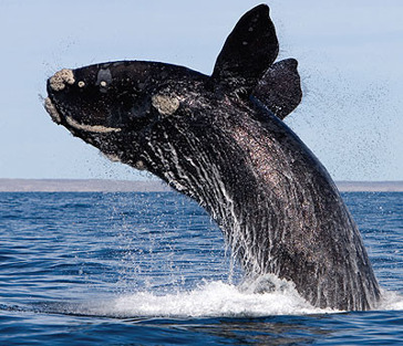 Китовое сафари (сезонная экскурсия)