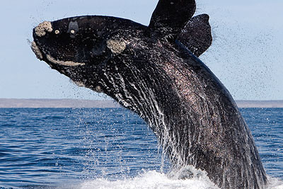 Китовое сафари (сезонная экскурсия)
