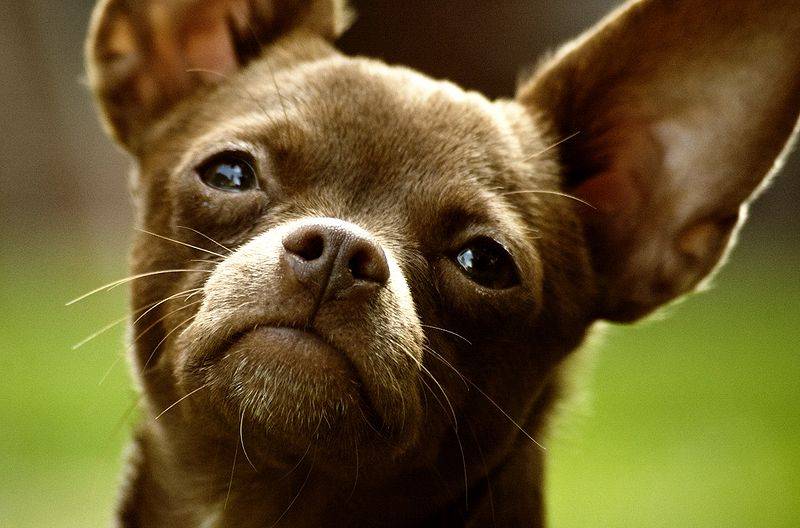 cavachi chilier dog