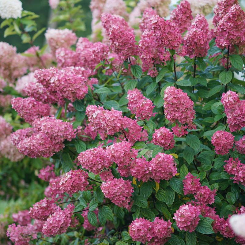 Bright pink panicle hydrangea blooms.
