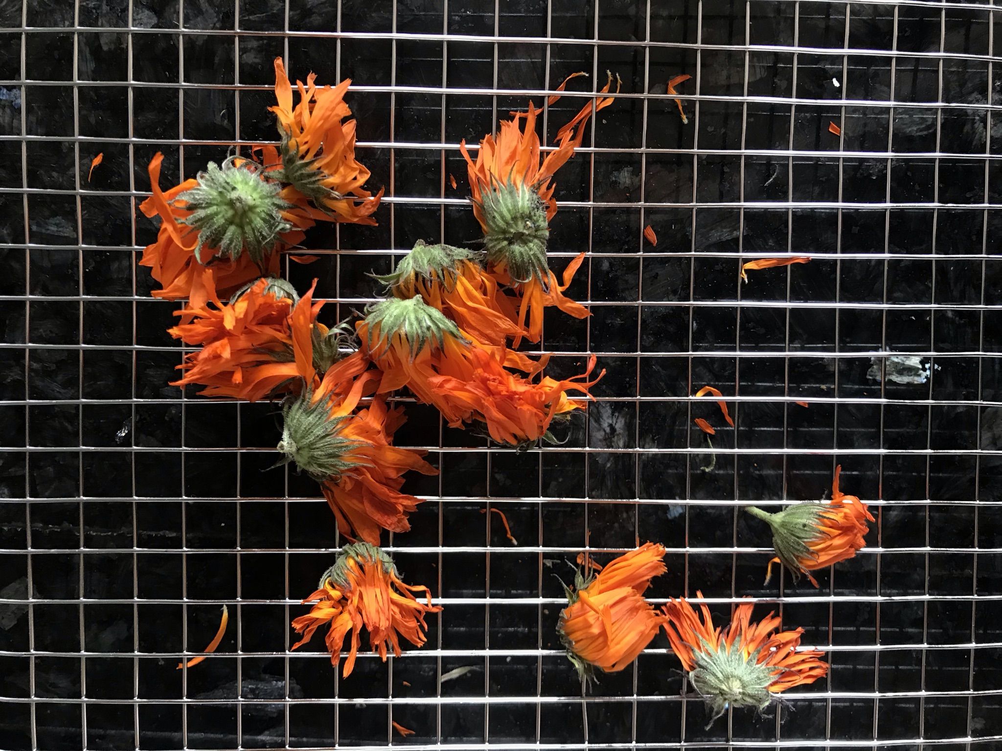 Calendula on a dehydrator rack