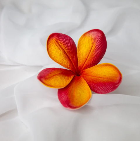 Tropical Frangipani Flowerhead ( 6 Pack ) - Realistic Artificial Flowers - Image 3