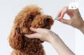 Dog taking a probiotic supplement for gas and digestive health