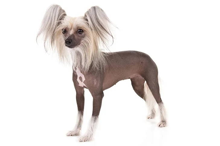 chi chi dog for sale