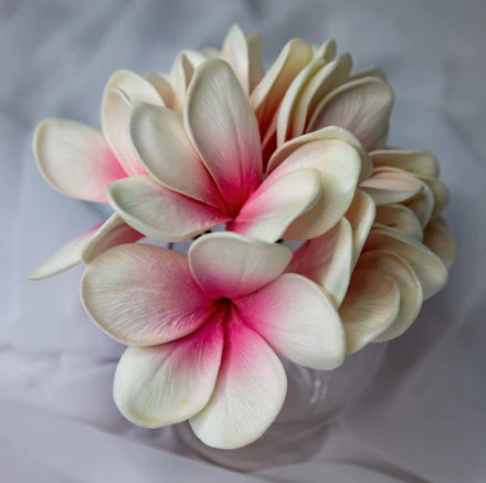 White Pink Frangipani Flowerhead ( 6 Pack ) - Realistic Artificial Flowers - Image 2