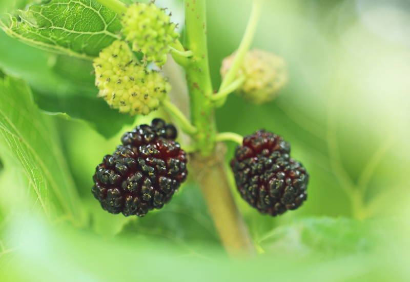 マルベリー効能