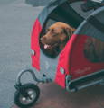 Chien dans une remorque pour vélo
