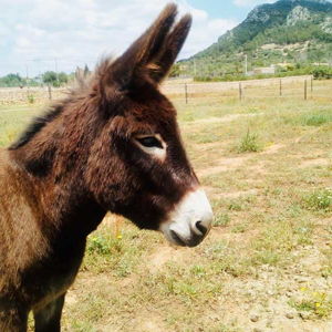Money to Ship a Donkey Home from Mallorca