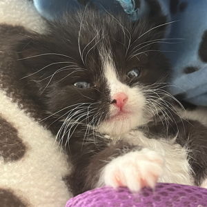 Our New Kittens