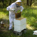 beekeeping-on-gypsy-shoals-farm