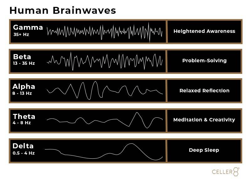 Human brainwaves