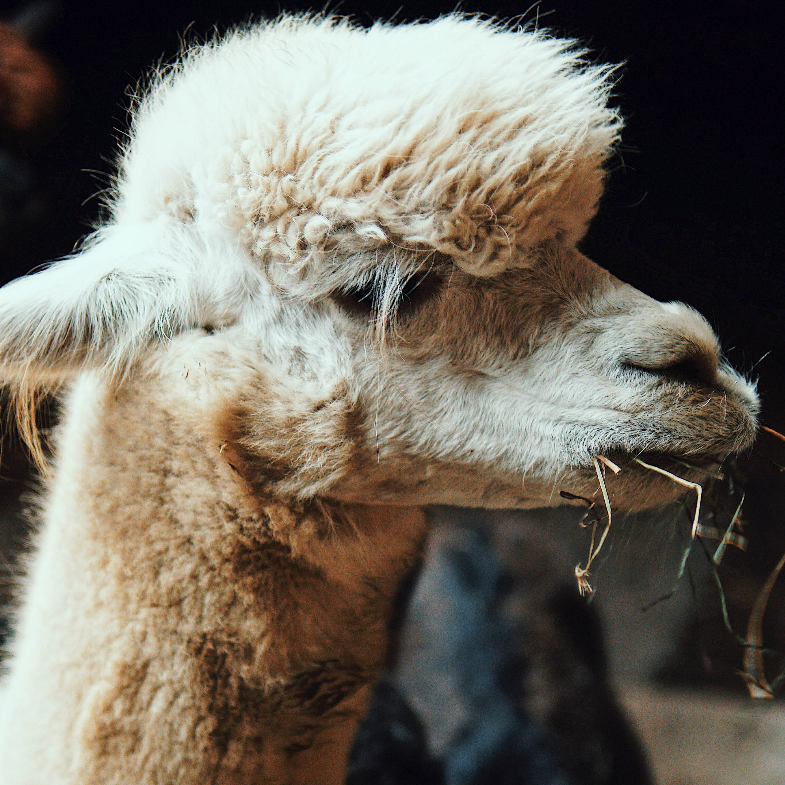 Alpaca fibers| Sustainable textile |Stick & Ball