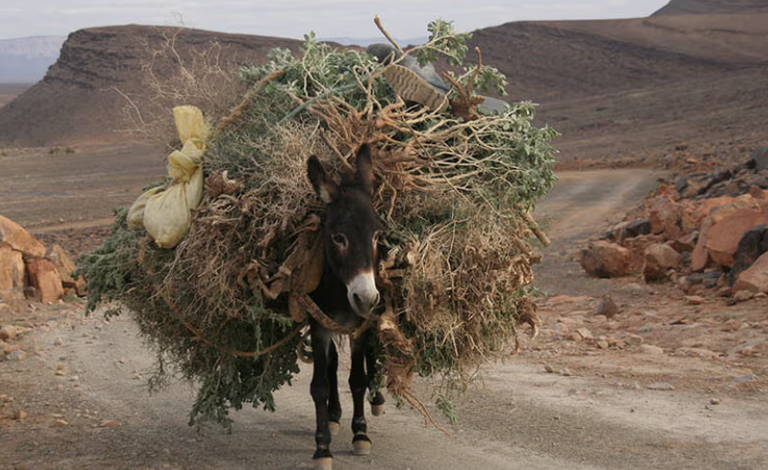 mule carrying a tree