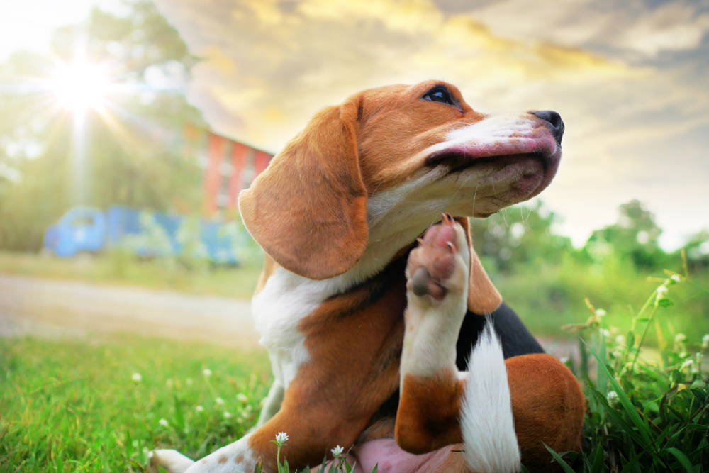 alt="Beagle outside in a grassy park itching his chin with his back paw due to seasonal allergies"
