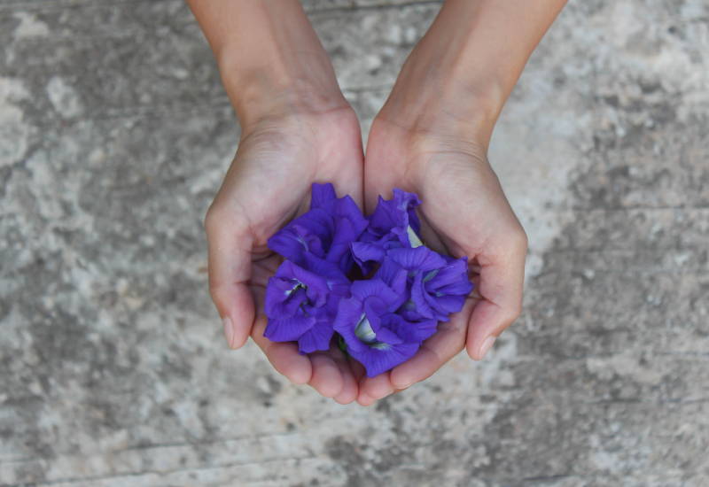 バタフライピー とは