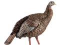 AvianX HDR Hen Decoy