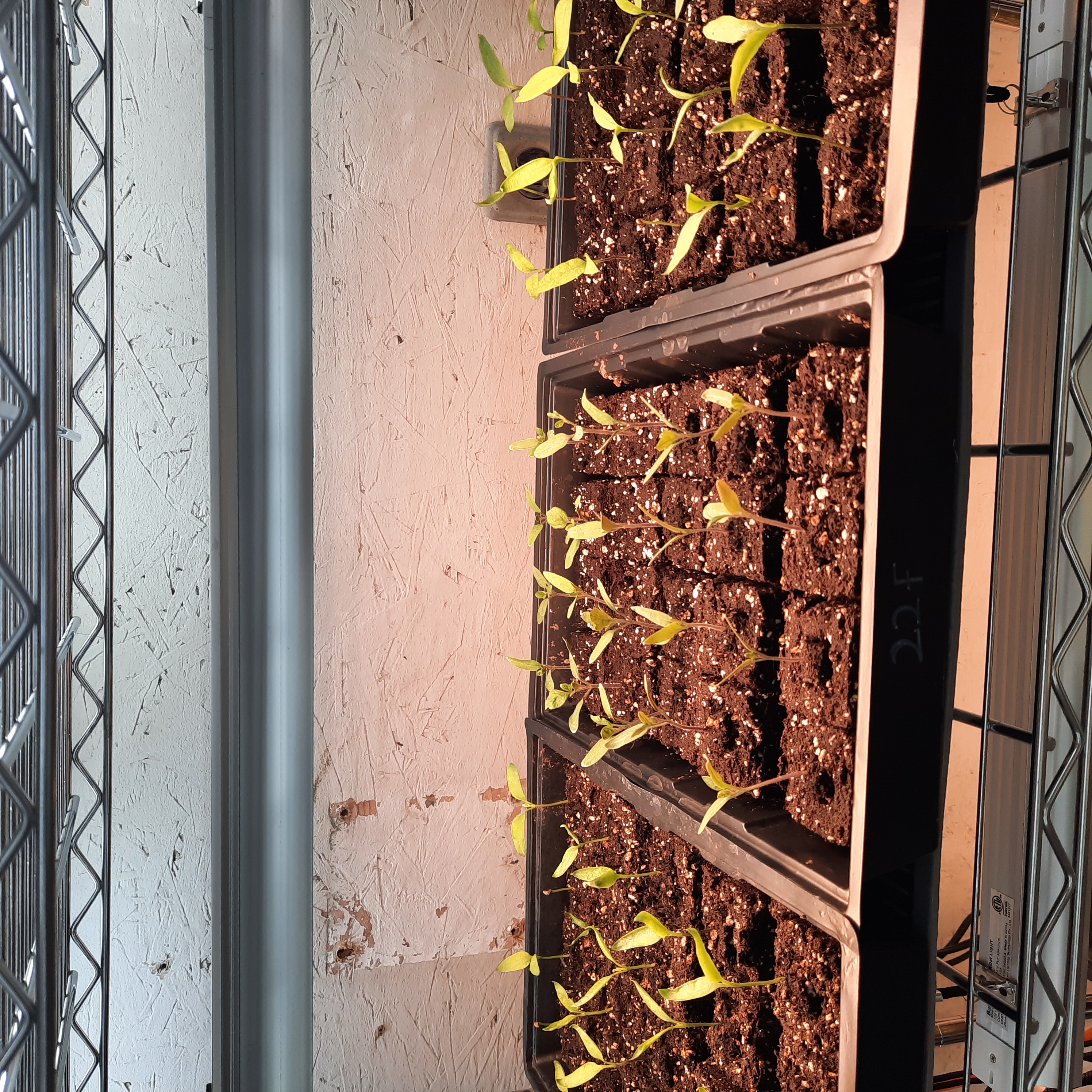 Tomato and pepper seedlings in soil blocks under grow lights.