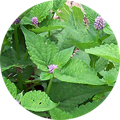 Hyssop Leaf as part of our best weight loss detox pills blend