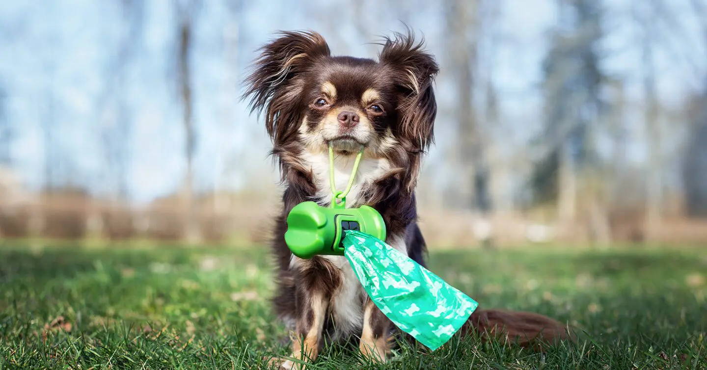 chihuahua eating feces.jpg