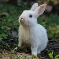 White rabbit in the grass