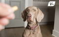 Dog being given a pill or Imodium for diarrhea