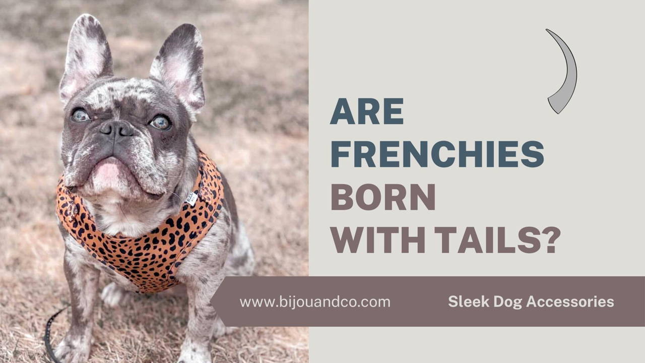 are french bulldogs born with tails