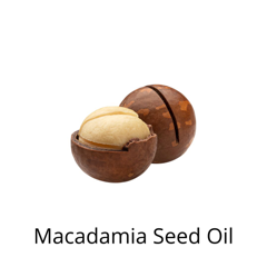macadamia seed cracked open on white background