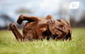Dog rolling in the grass (grass allergies blog)