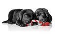 Svartir Labrador hvolpar - Labrador Puppies Dogs - Royal Canin