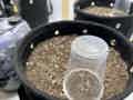 Cannabis seedling planted directly in soil, covered by a transparent plastic cup