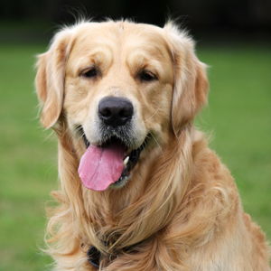 Dog fund