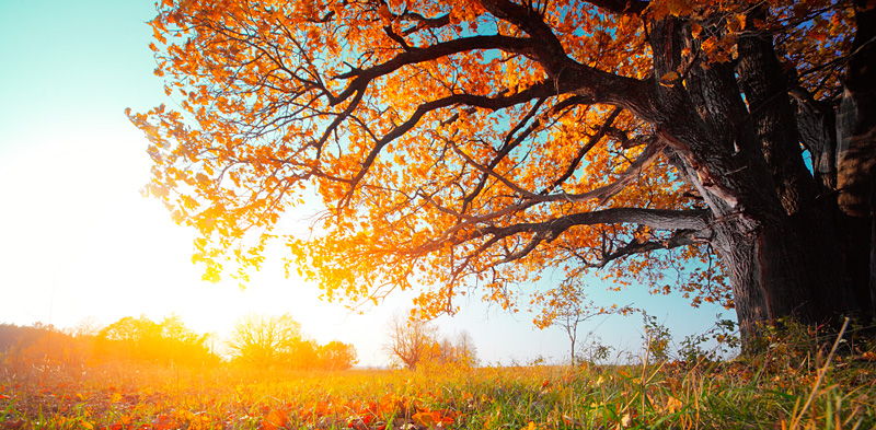 autumn-tree-24933074.jpg