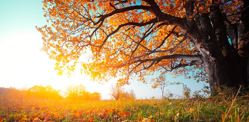 autumn-tree-24933074.jpg