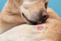 alt="Labrador retriever dog licking skin allergies on hind quarters"