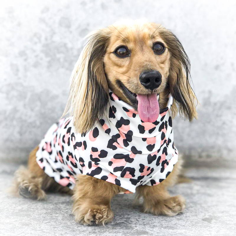 Chihuahua harness